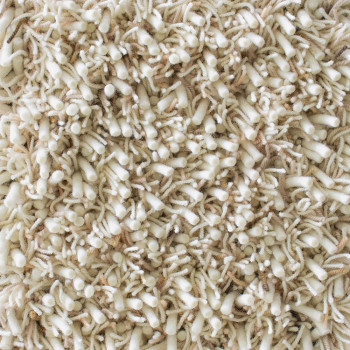 Ray 158601 Soft Desert